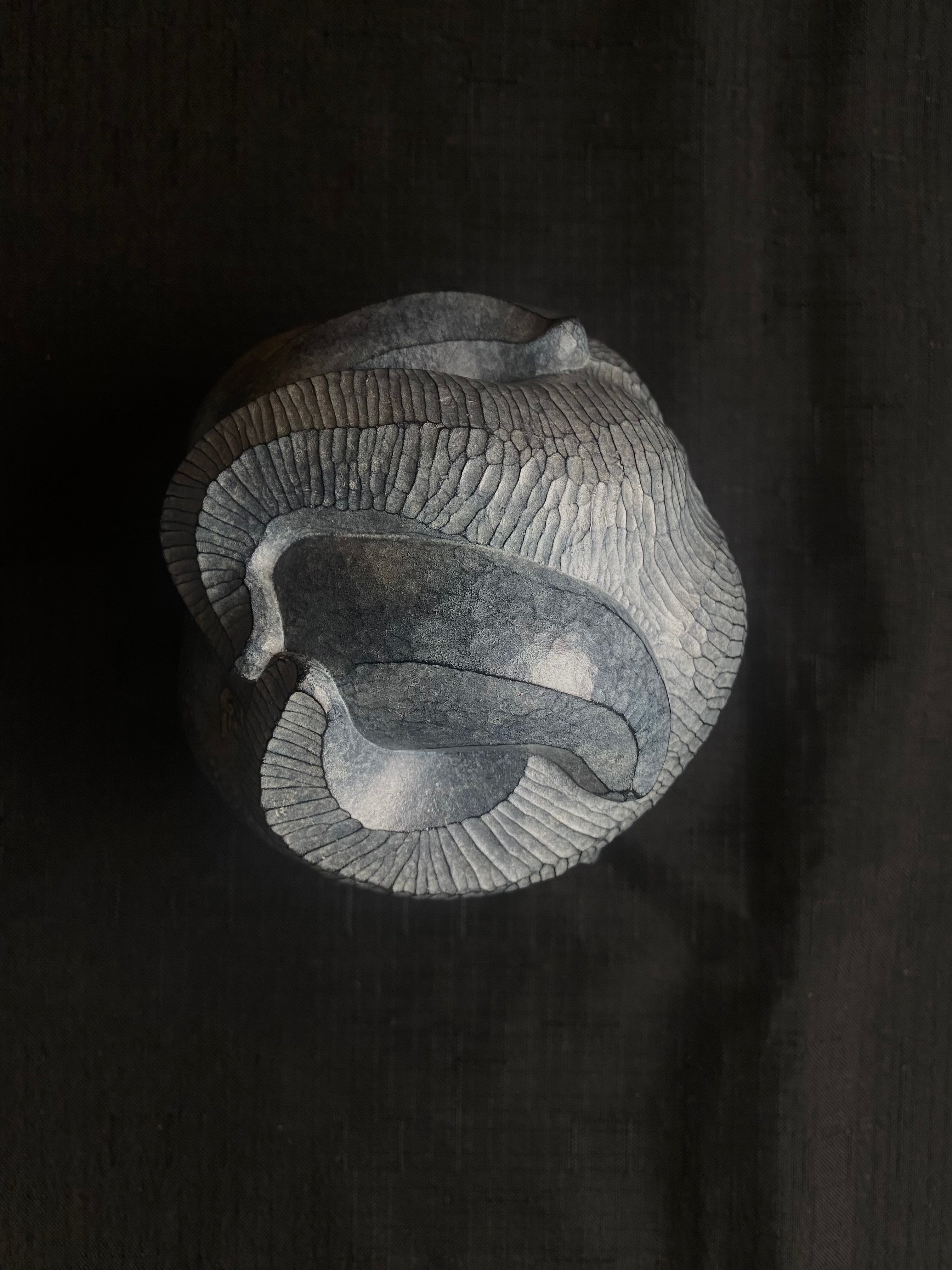 Peregrine O'Gormley • Starcrossed II (2/25)