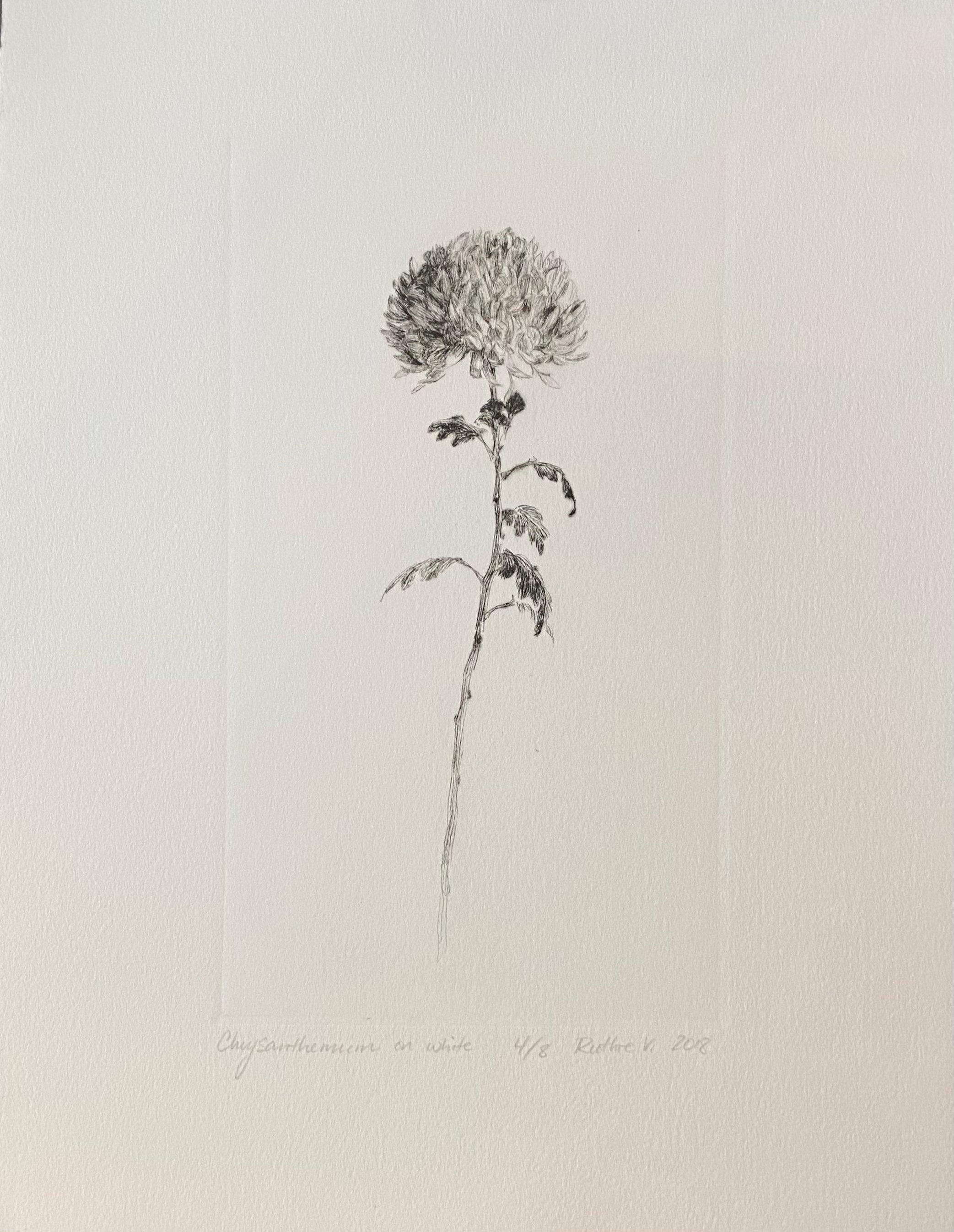 Ruthie V. • Chrysanthemum, On White (4/8)