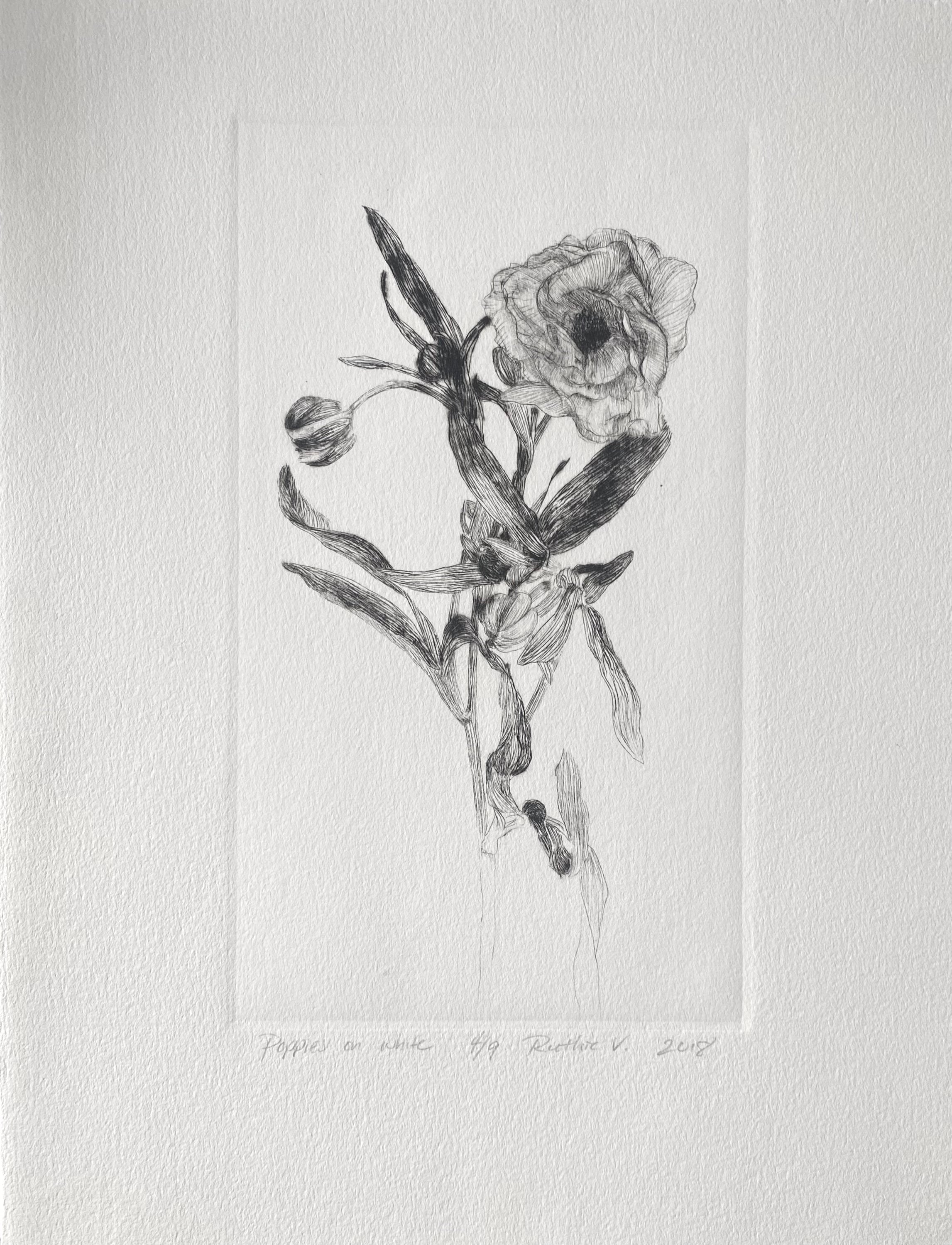 Ruthie V. • Poppies, On White (4/9)