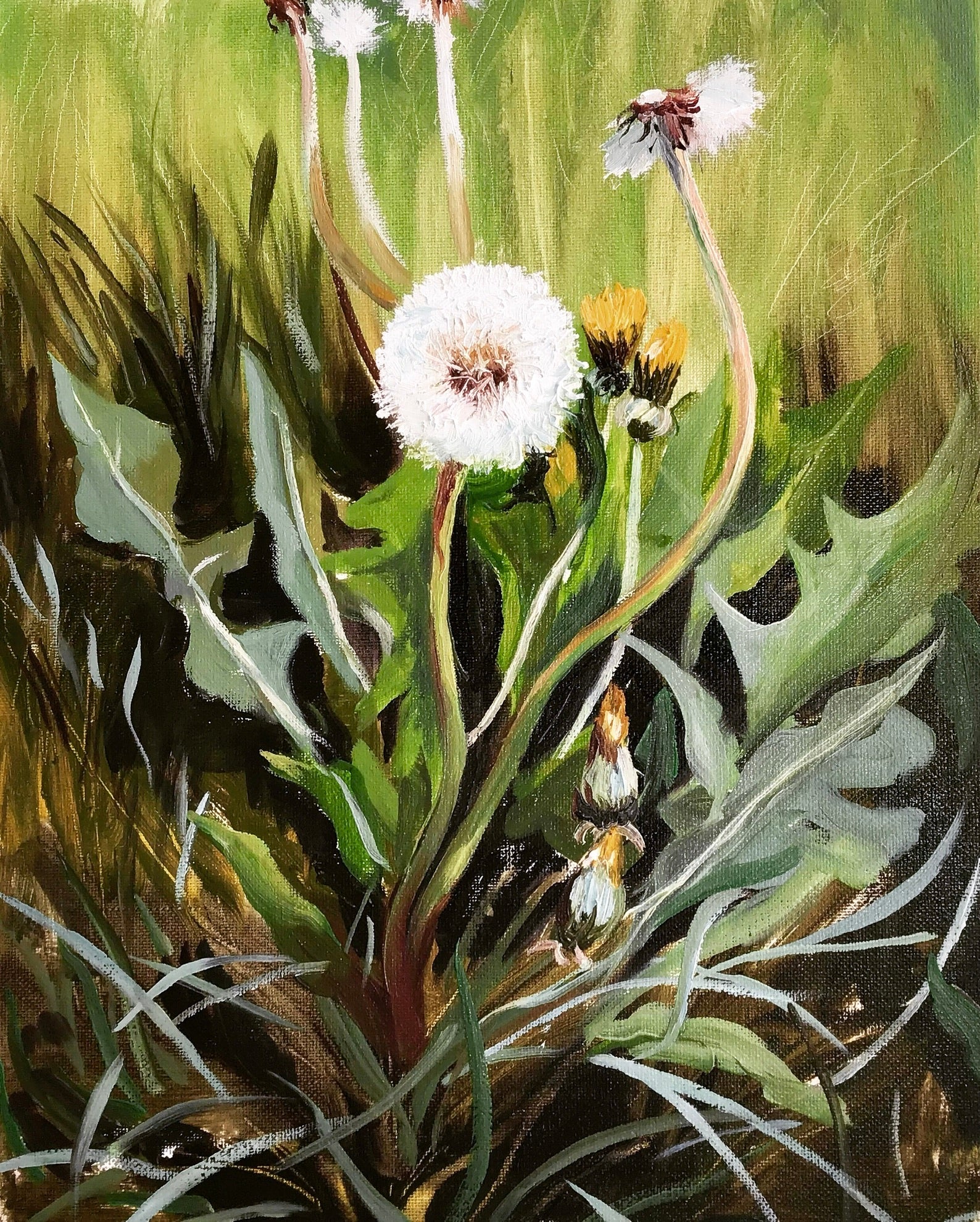 Holly Hudson • Dandelion