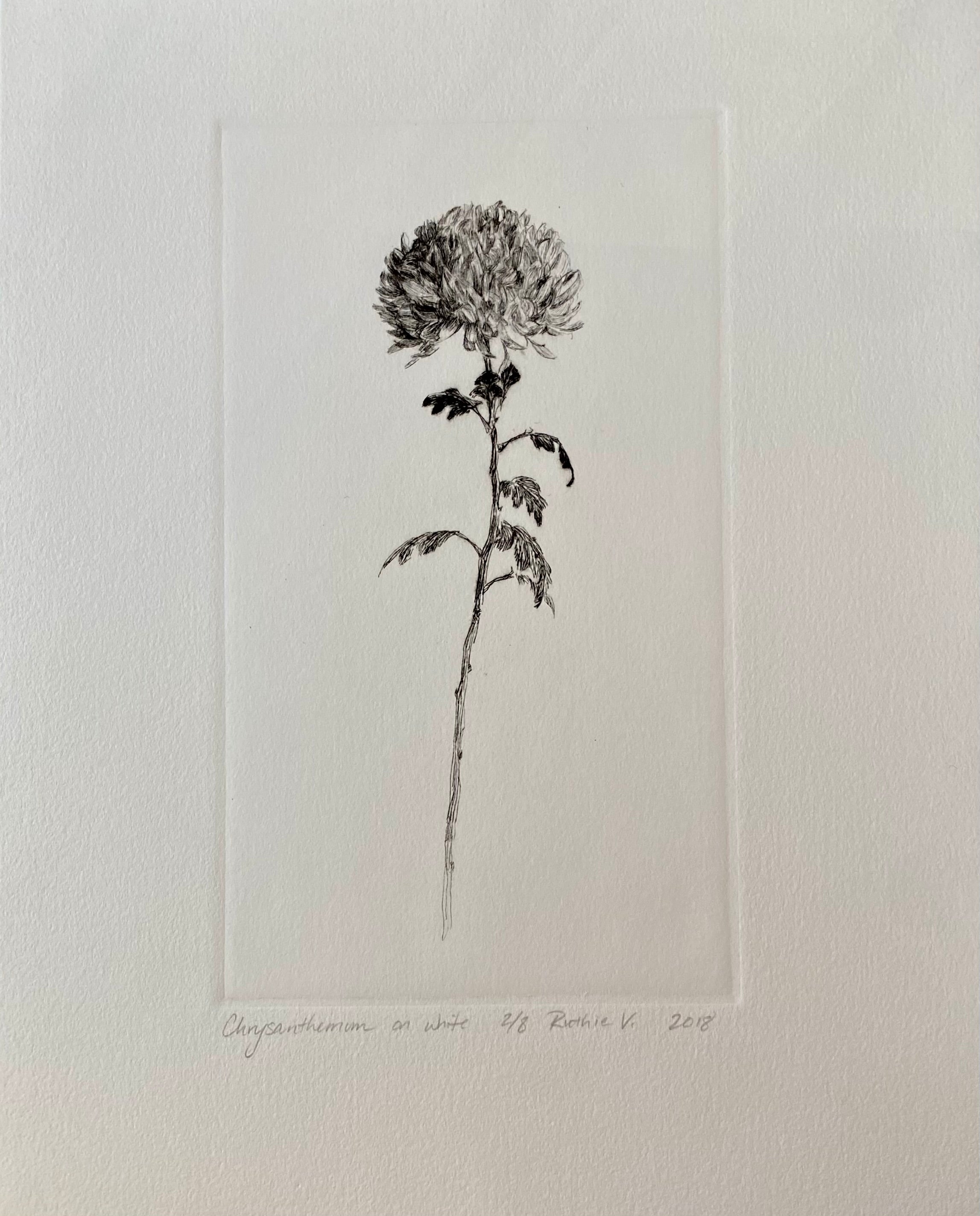 Ruthie V. • Chrysanthemum, On White (2/8)