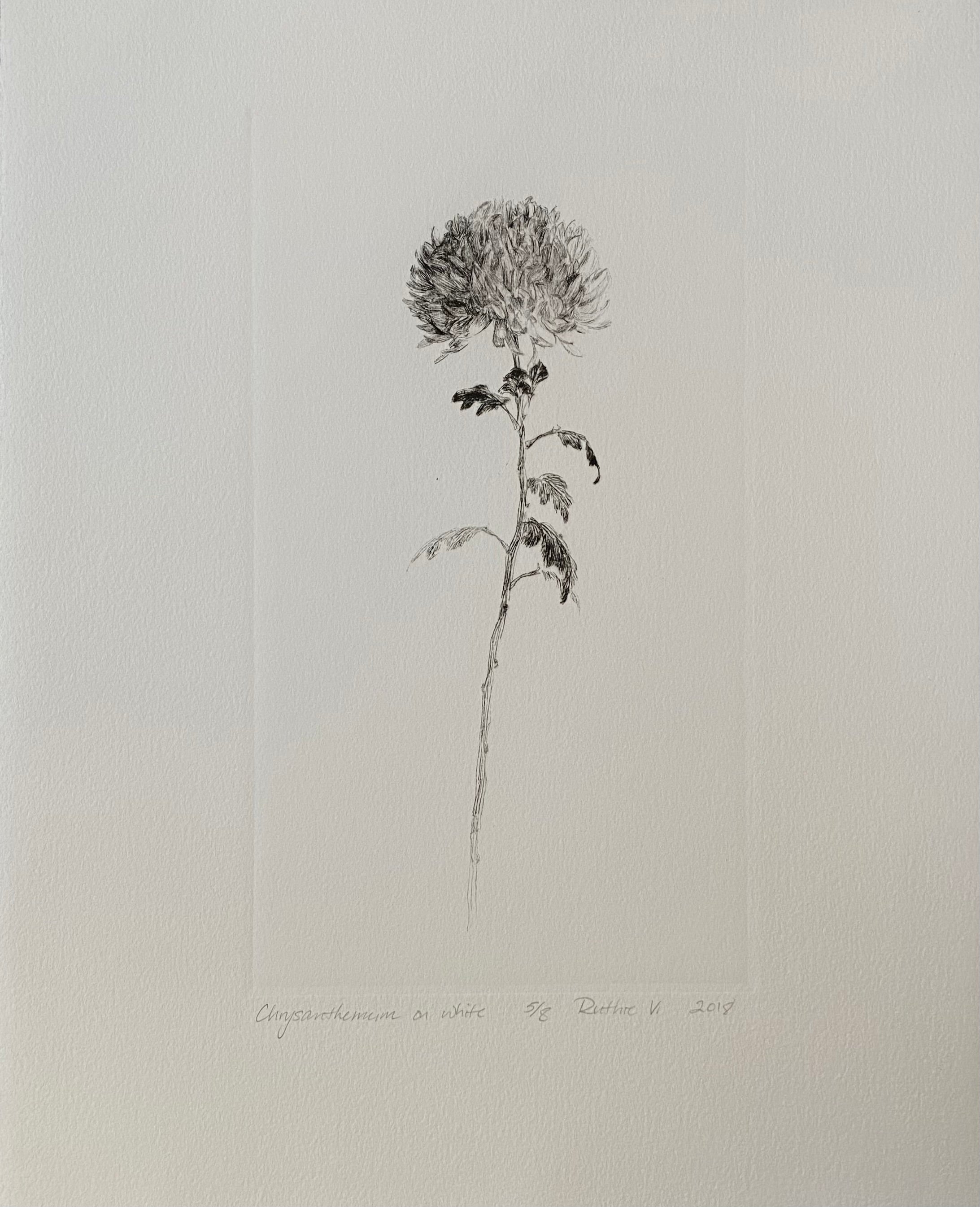 Ruthie V. • Chrysanthemum, On White (5/8)