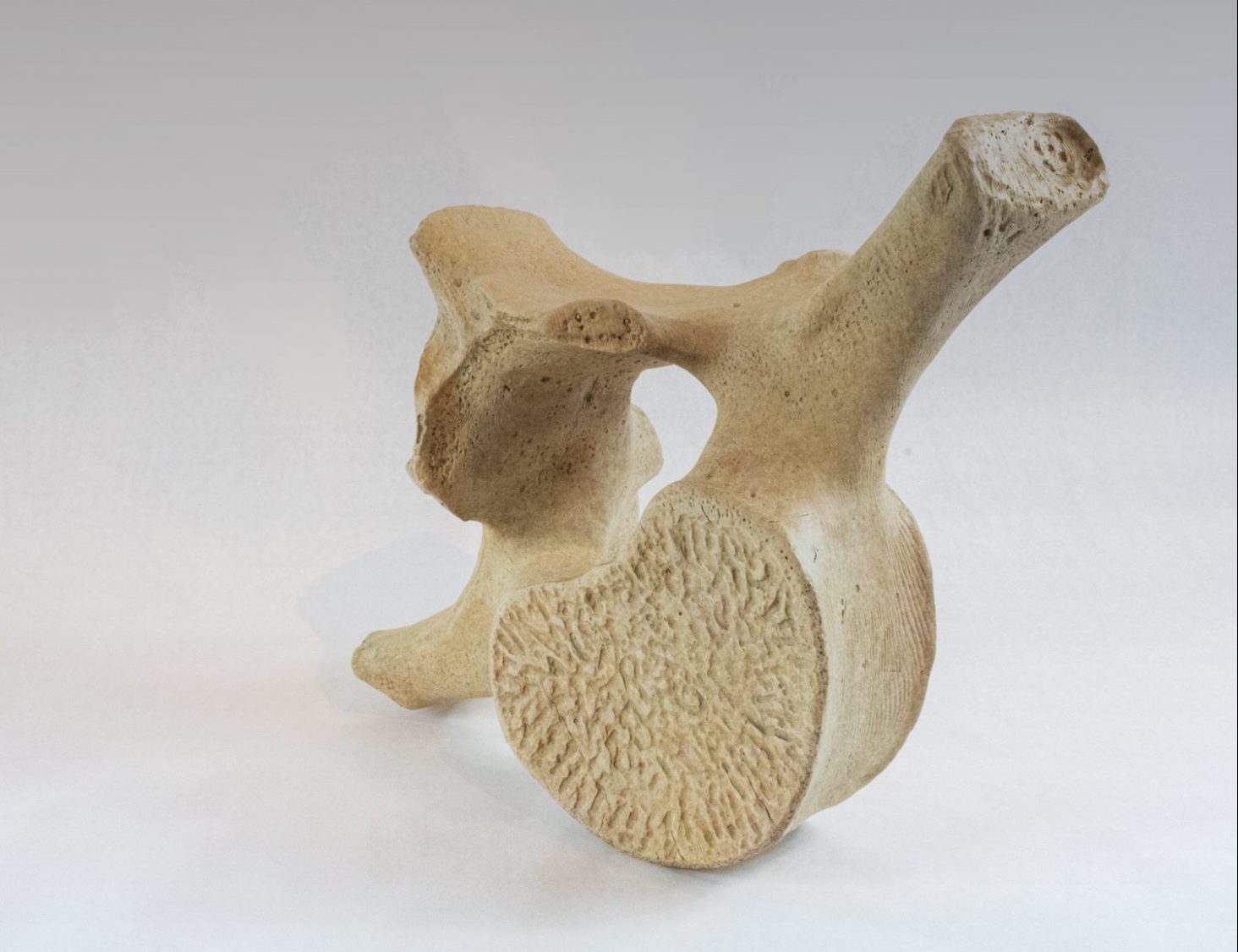 Andrew Vallees Show work  Wooden Vertabrae e
