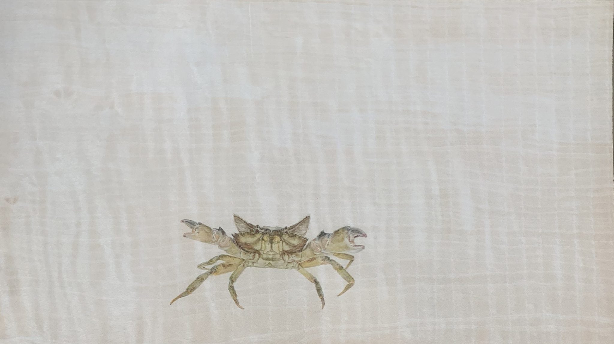 Lindsay Kohles • Tabby Crab with Claws Extended