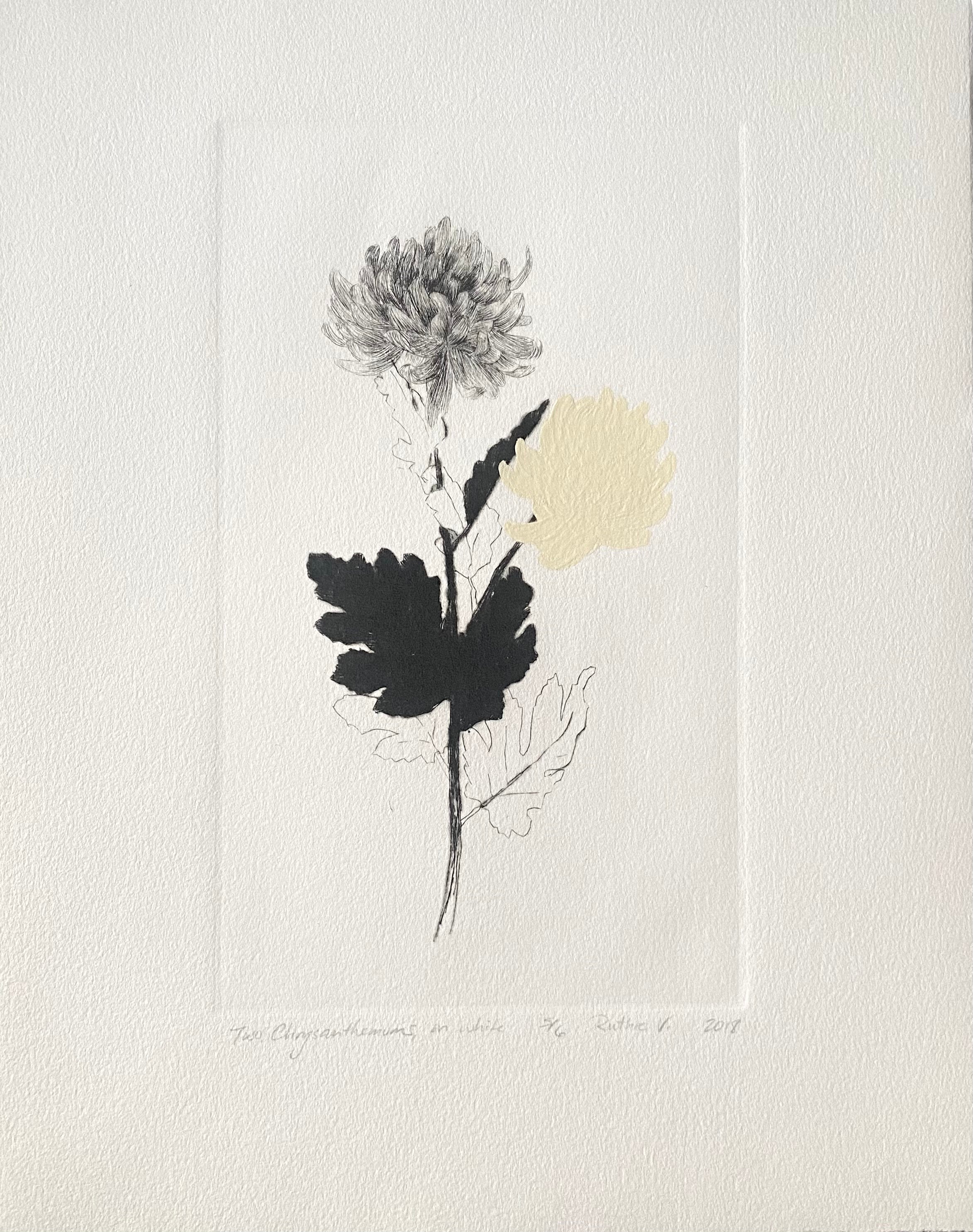 Ruthie V. • Two Chrysanthemums, On White (5/6)