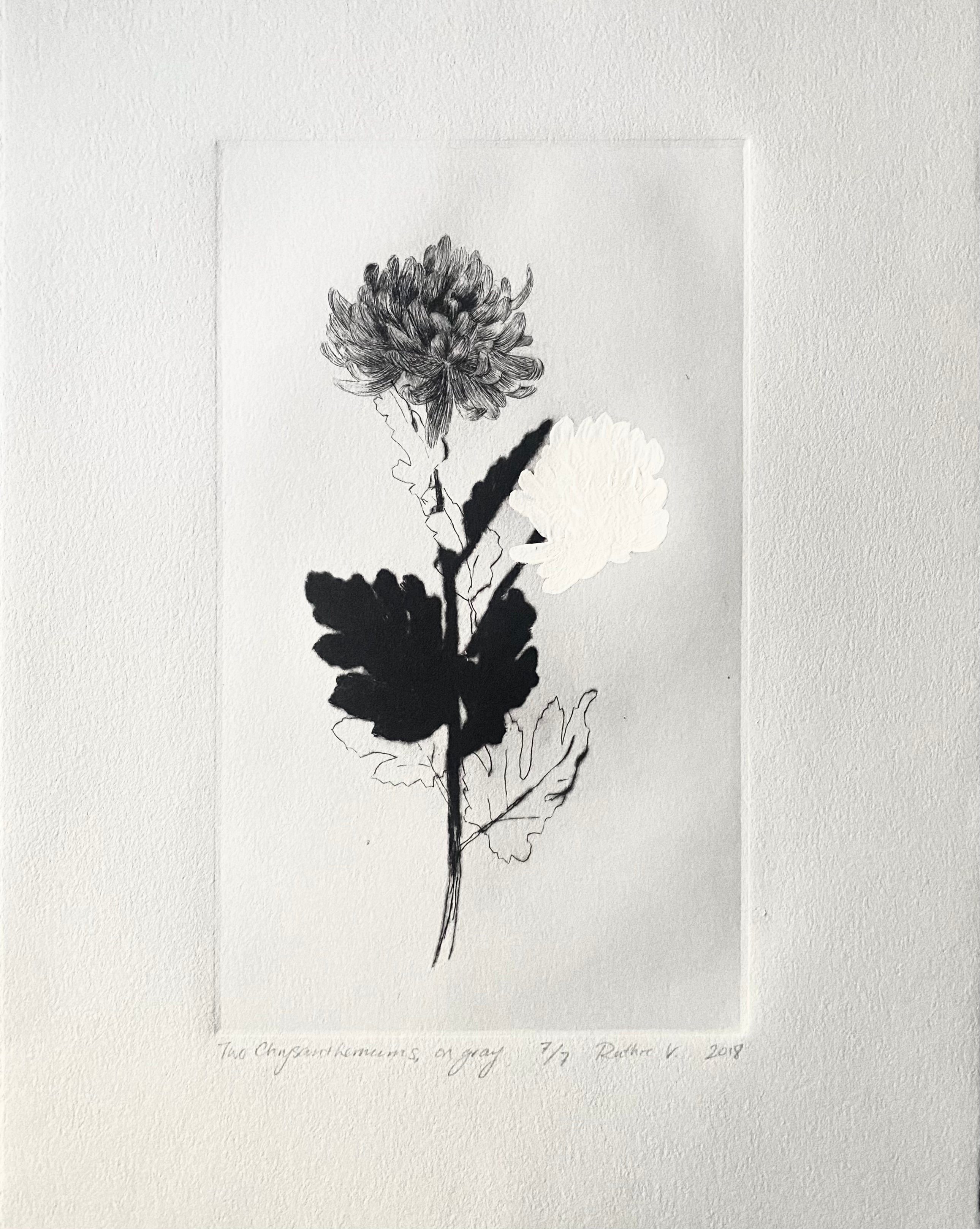 Ruthie V. • Two Chrysanthemums, On Gray (7/7)