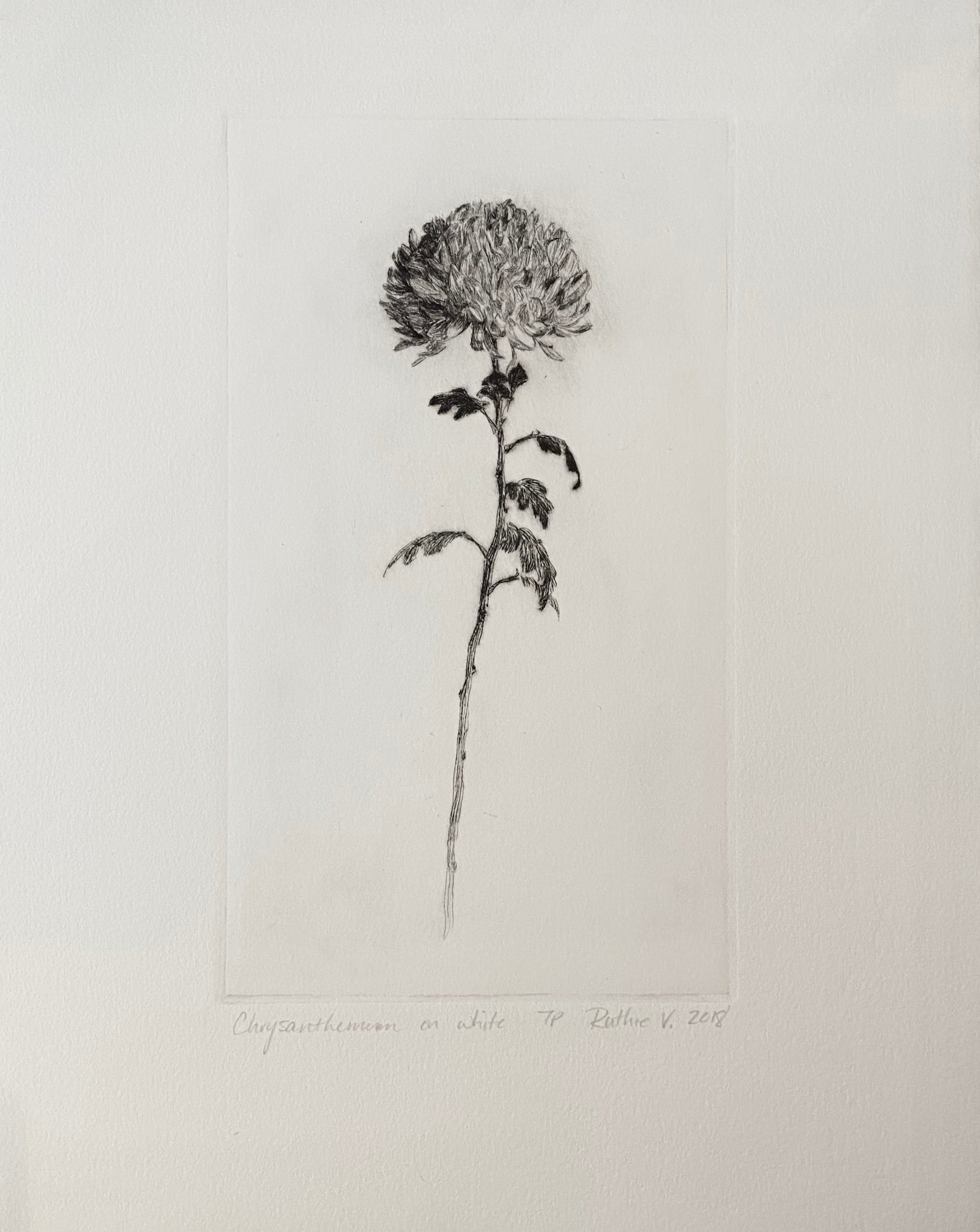 Ruthie V. • Chrysanthemum, On White (7P)