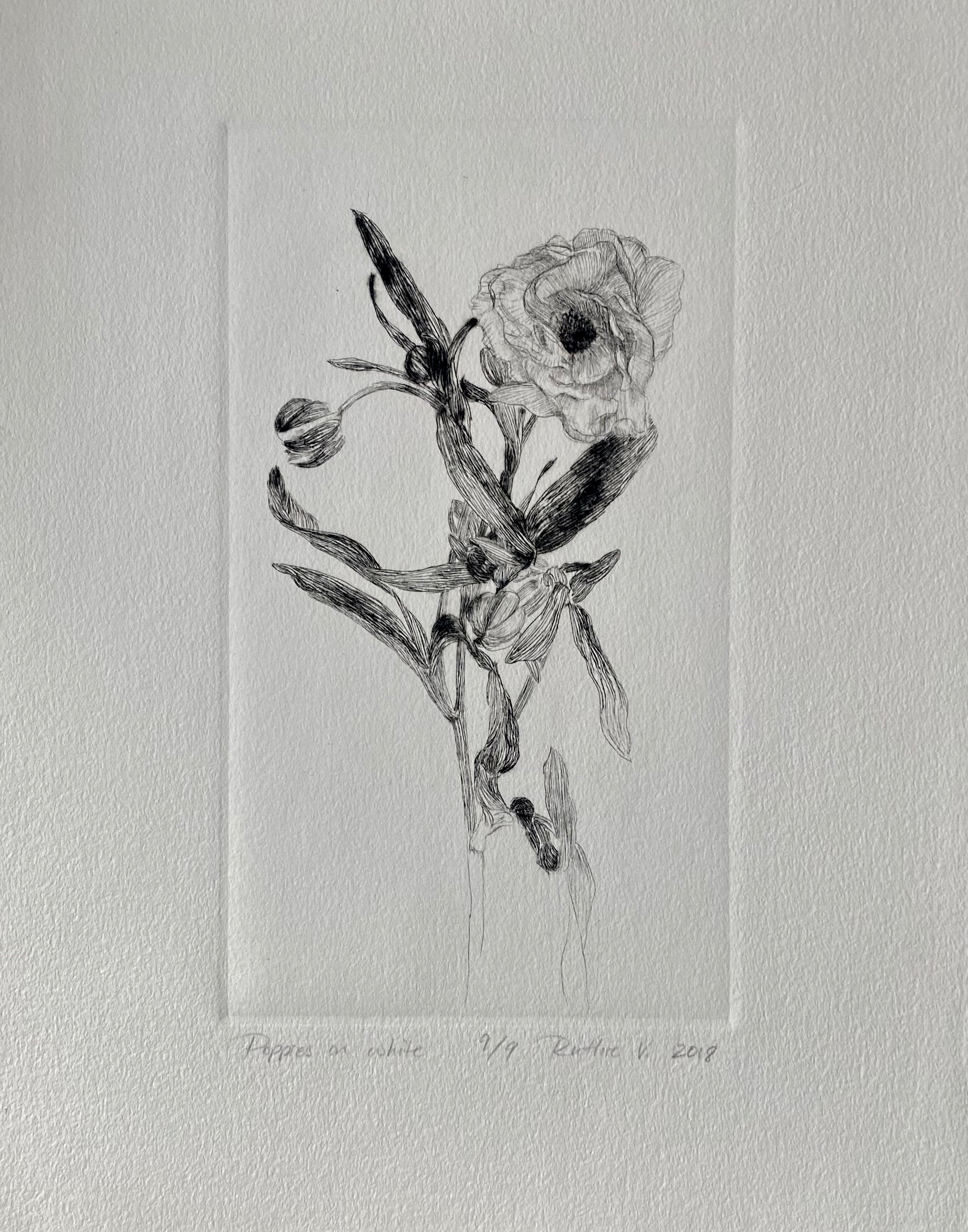 Ruthie V. • Poppies, On White (9/9)