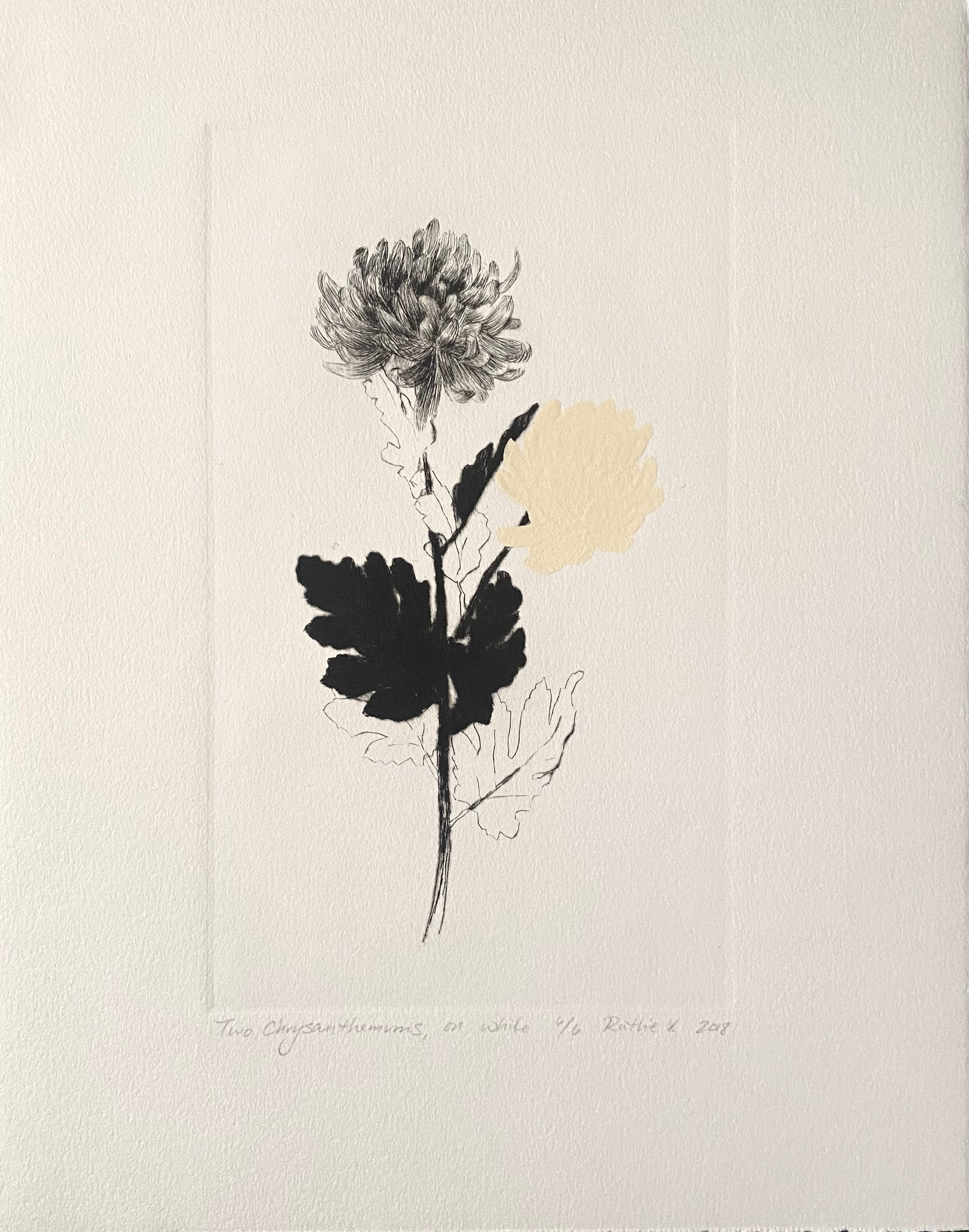 Ruthie V. • Two Chrysanthemums, On White (6/6)