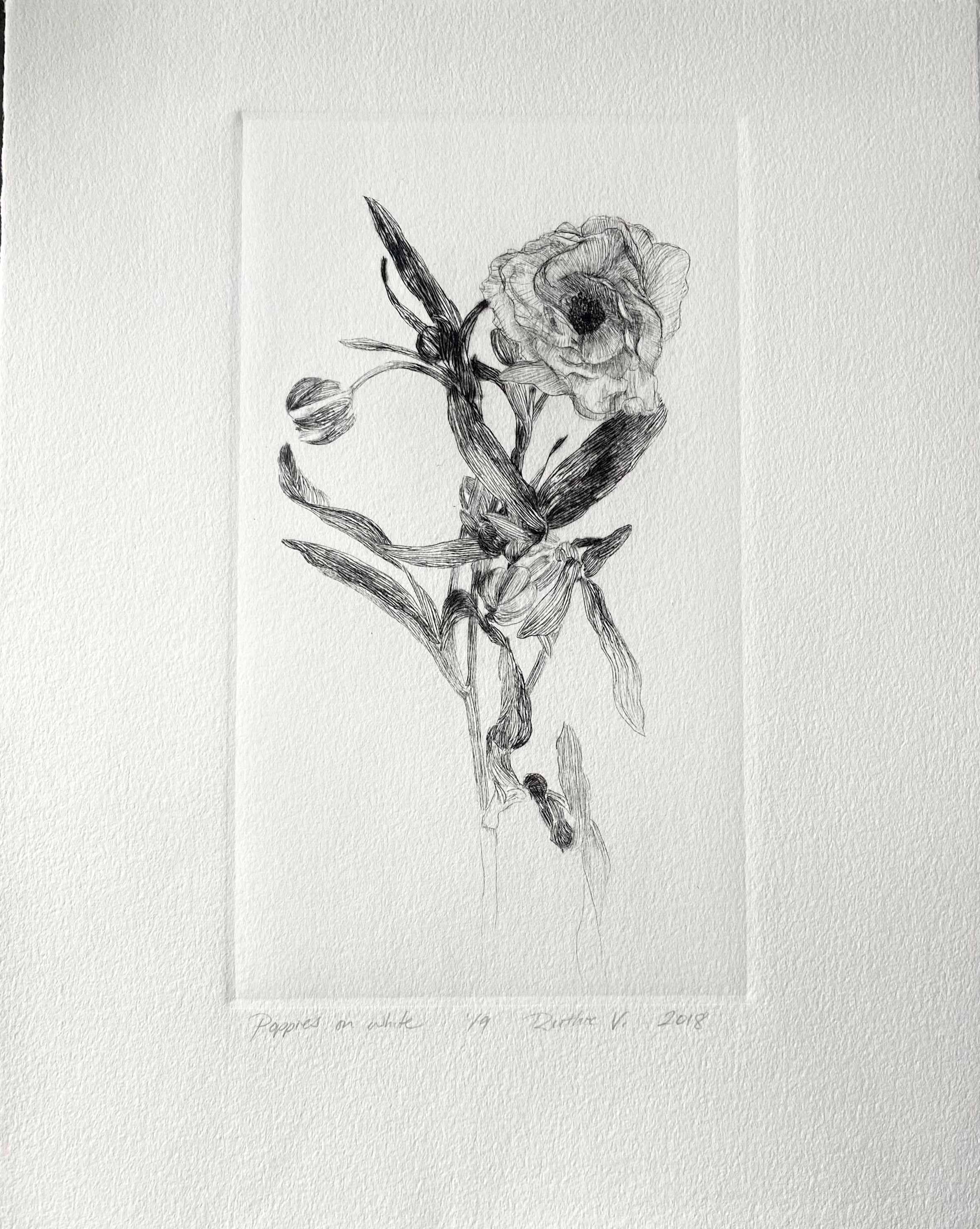 Ruthie V. • Poppies, On White (1/9)