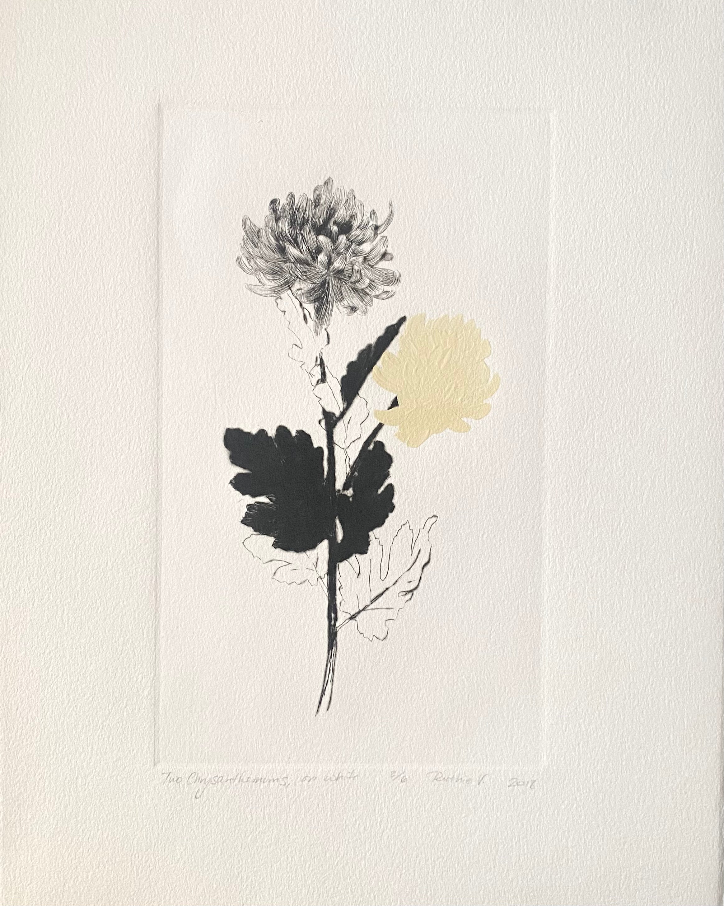 Ruthie V. • Two Chrysanthemums, On White (2/6)