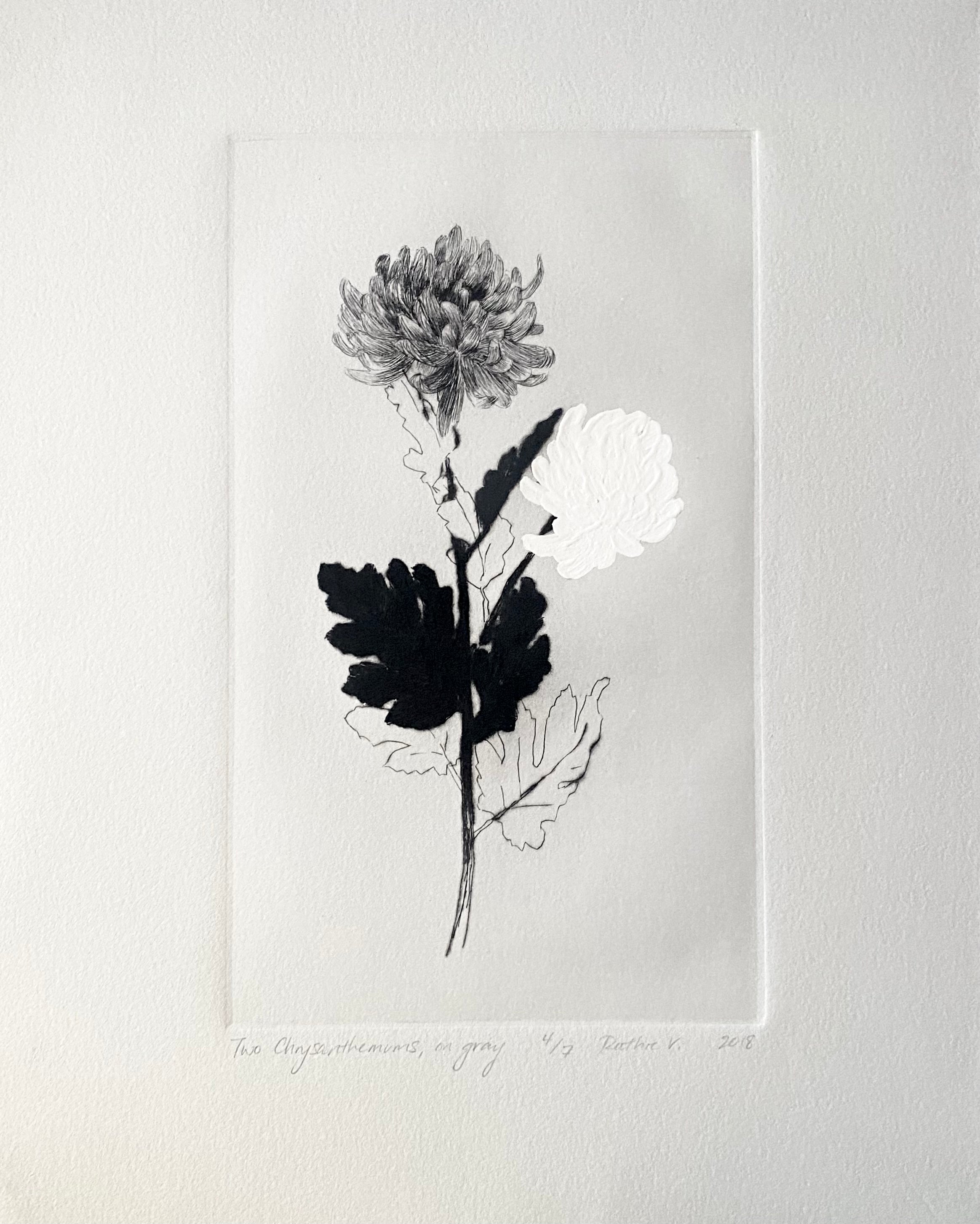 Ruthie V. • Two Chrysanthemums, On Gray (4/7)
