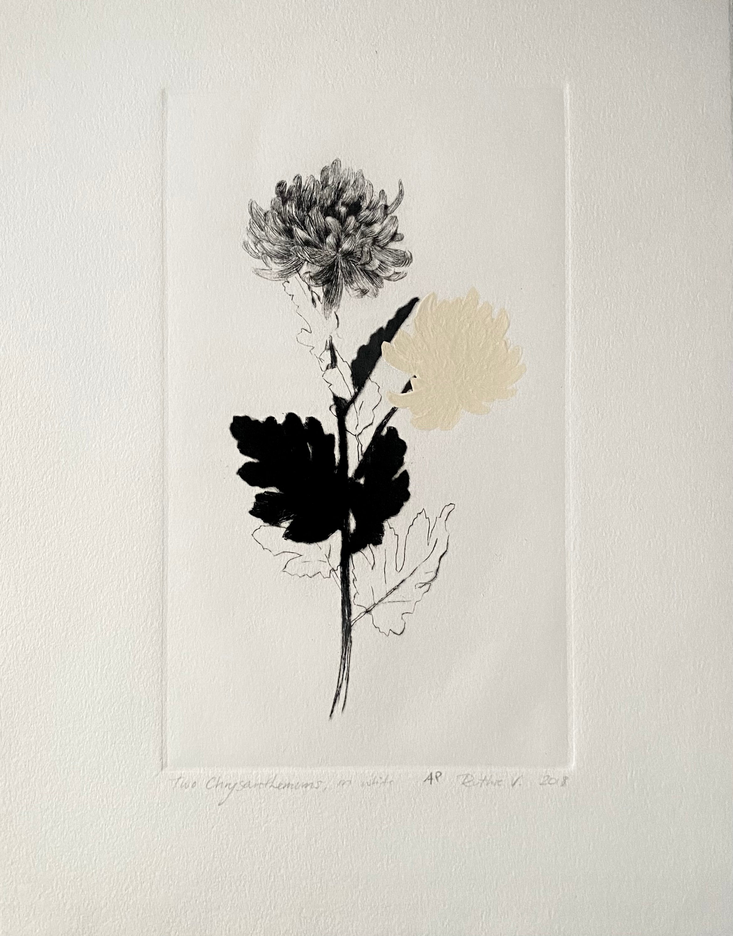 Ruthie V. • Two Chrysanthemums, On White (AP)