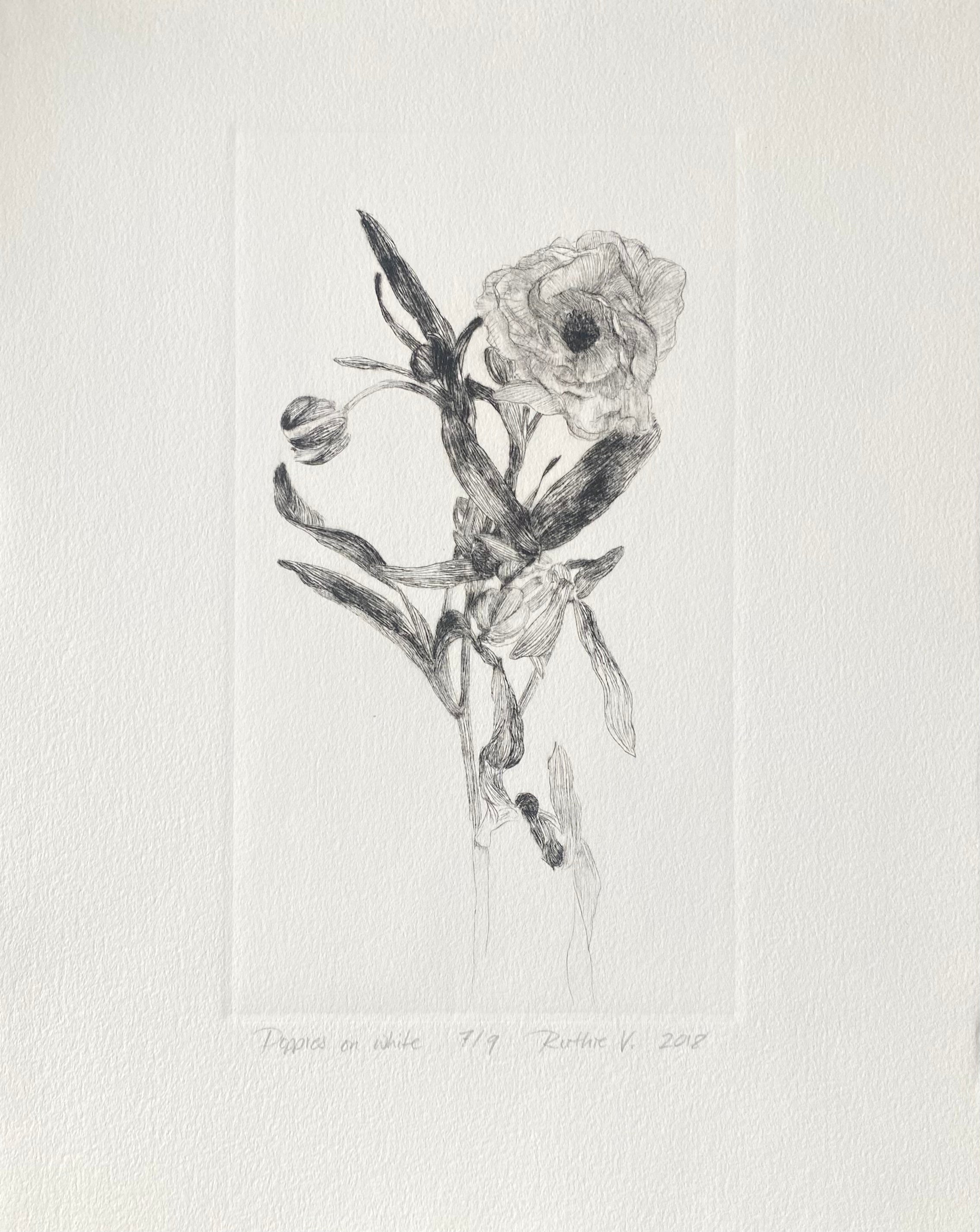 Ruthie V. • Poppies, On White (7/9)