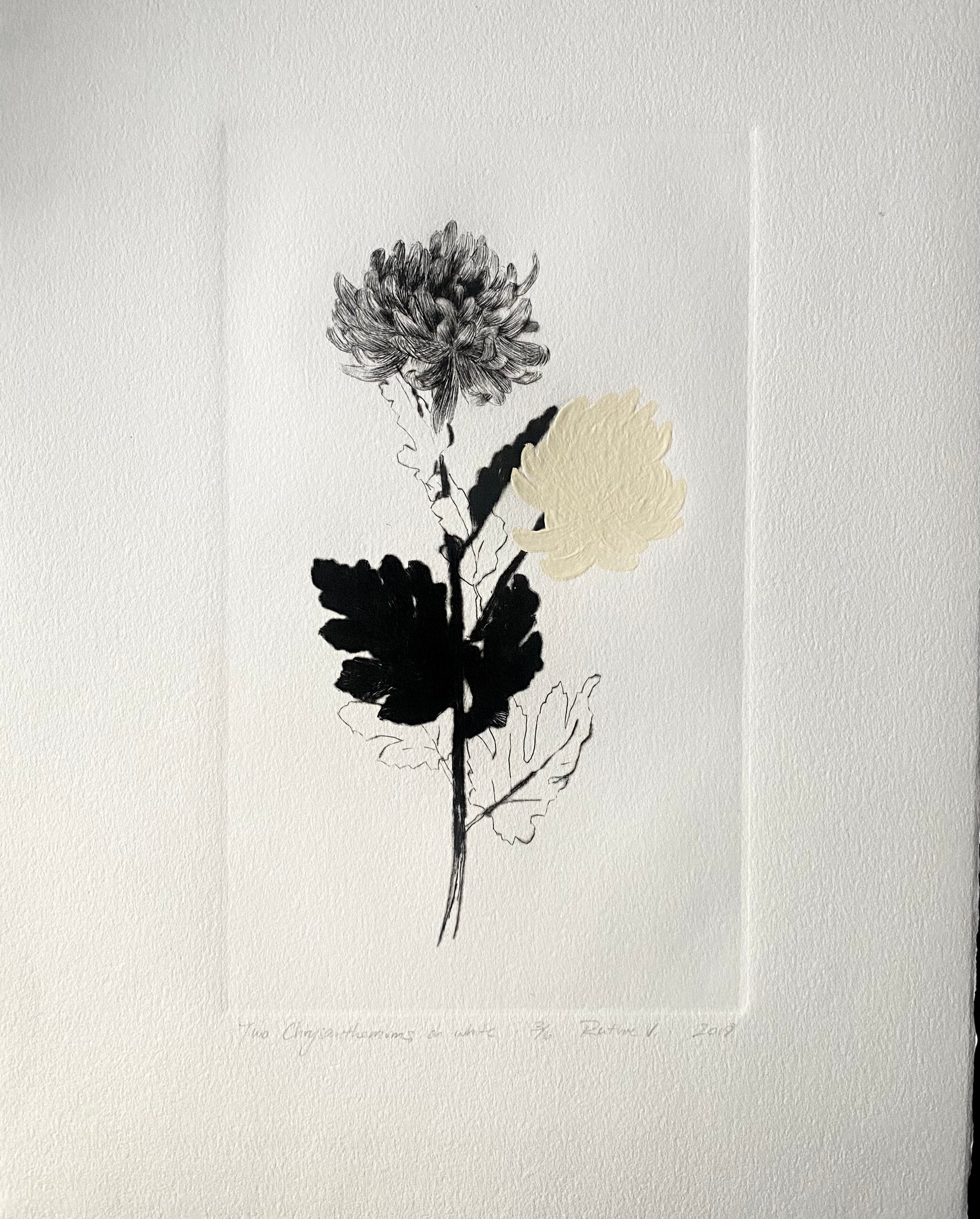 Ruthie V. • Two Chrysanthemums, On White (3/6)