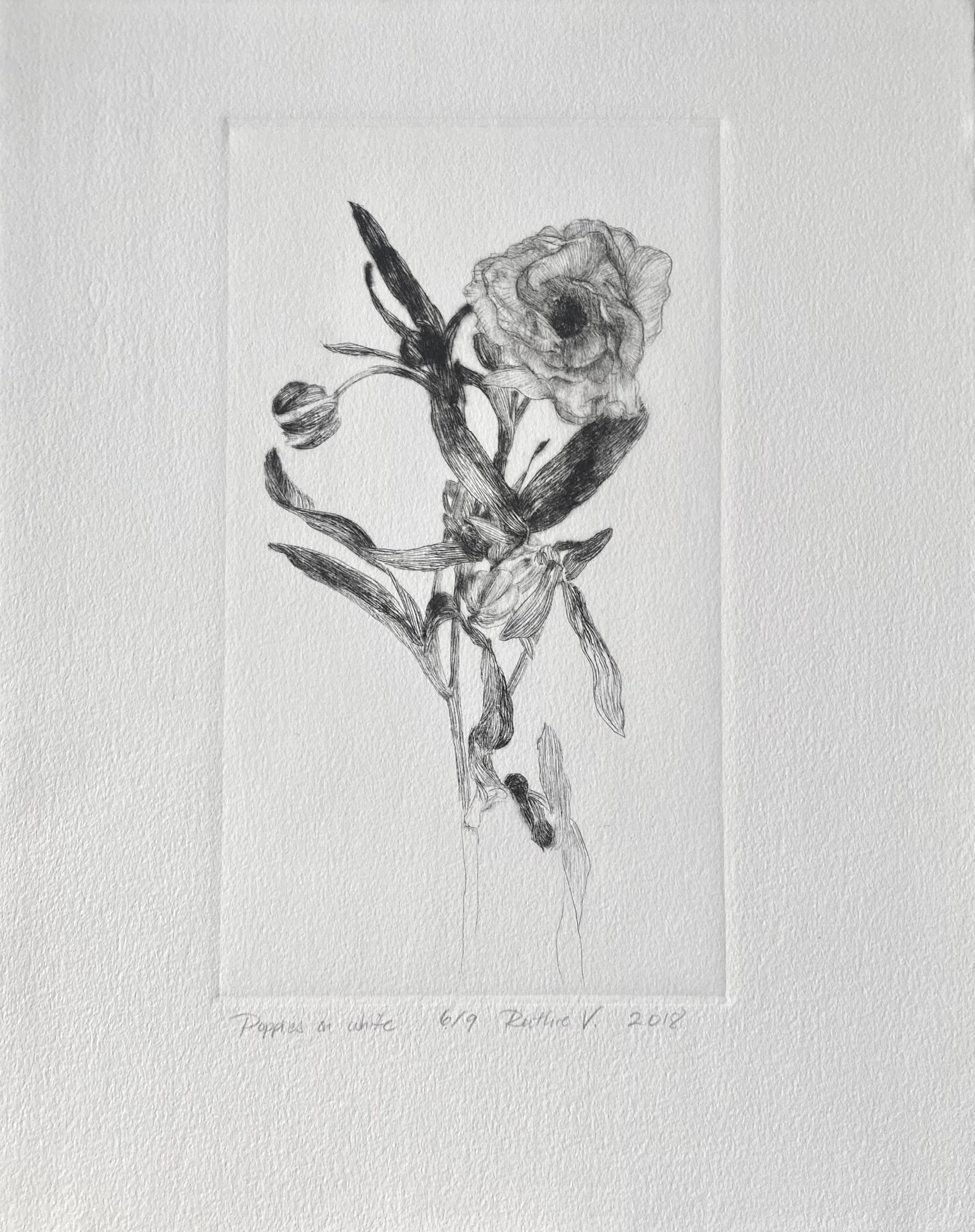Ruthie V.  • Poppies, On White (6/9)