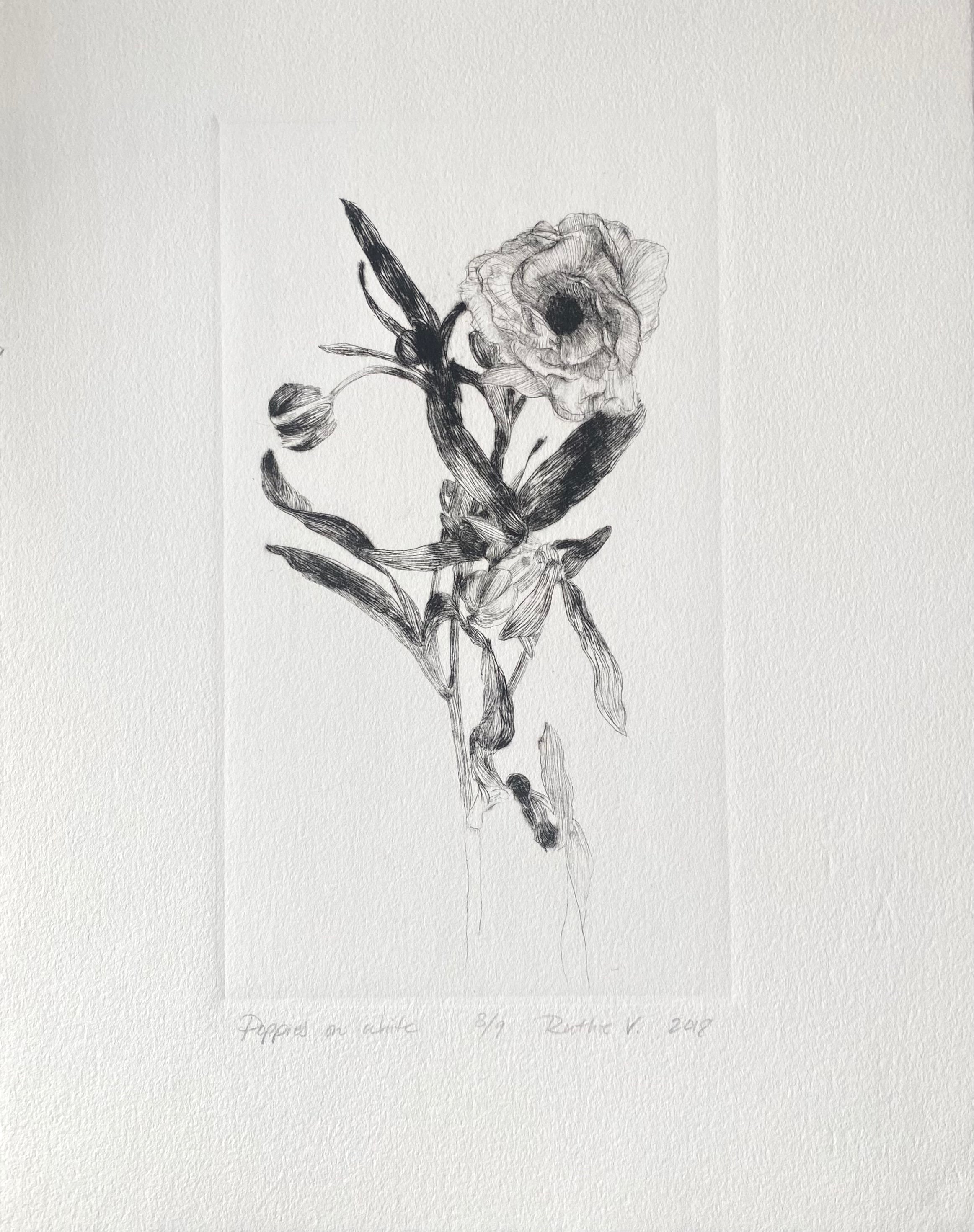 Ruthie V. • Poppies, On White (8/9)