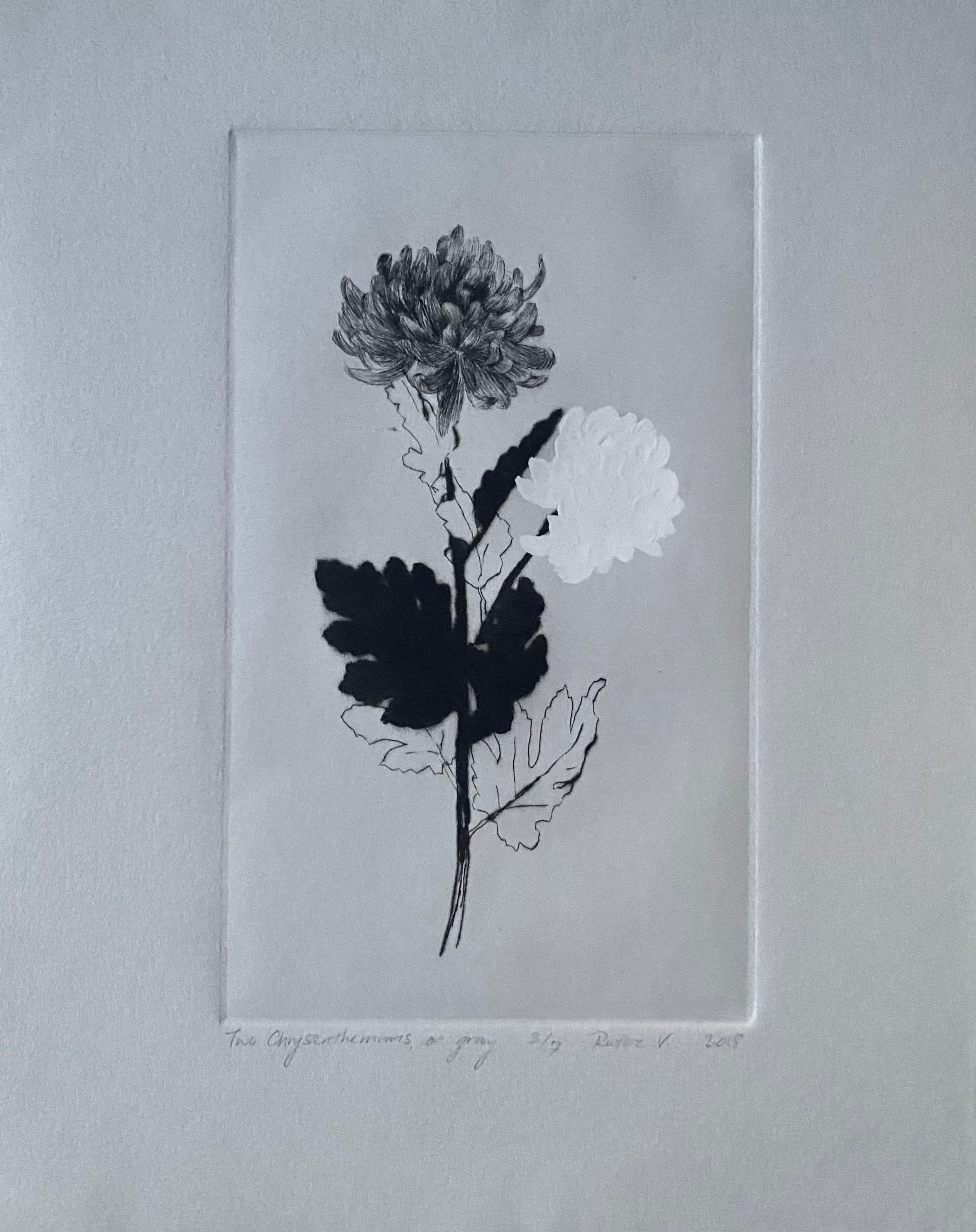 Ruthie V. • Two Chrysanthemums, On Gray (3/7)