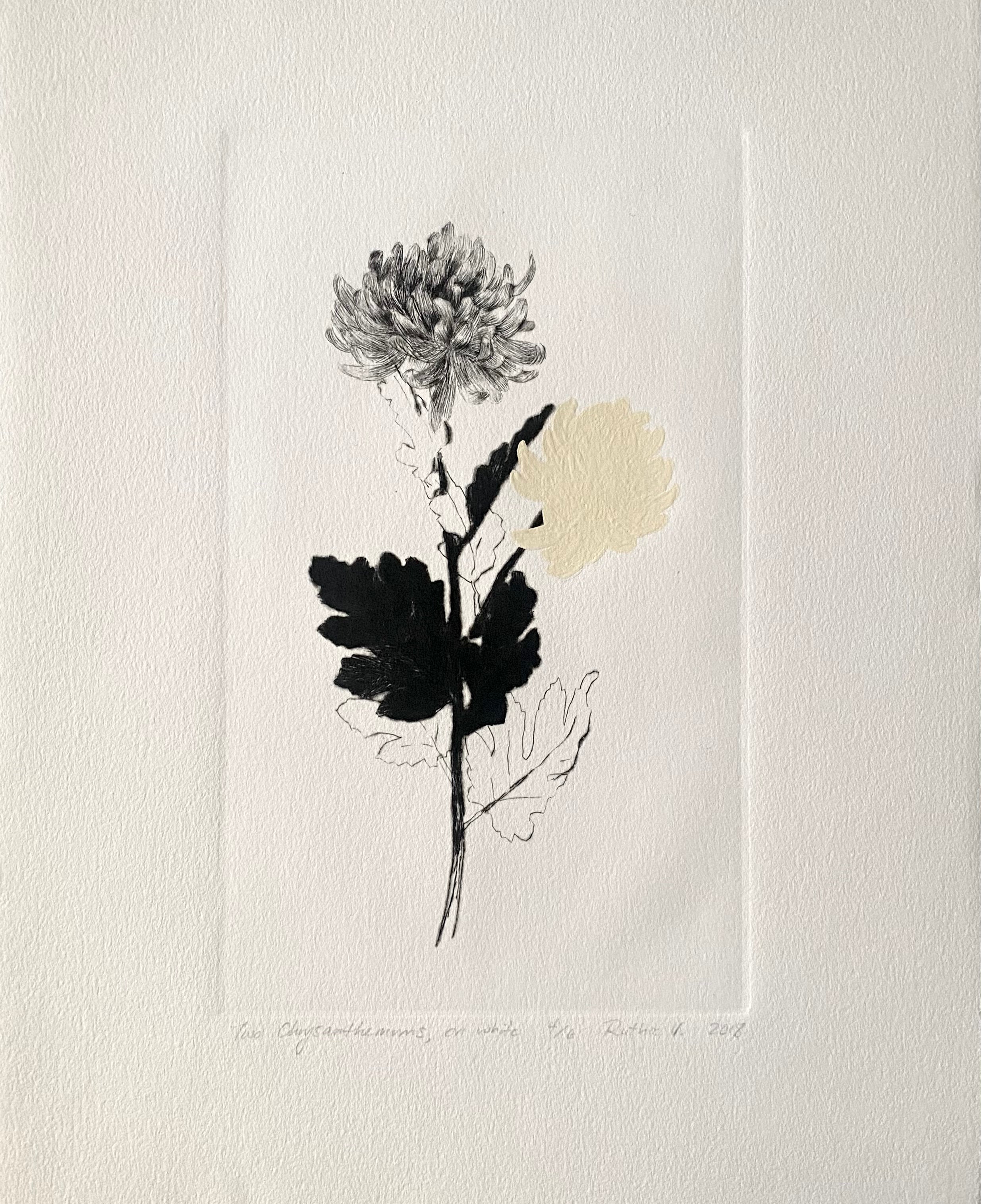 Ruthie V. • Two Chrysanthemums, On White (4/6)