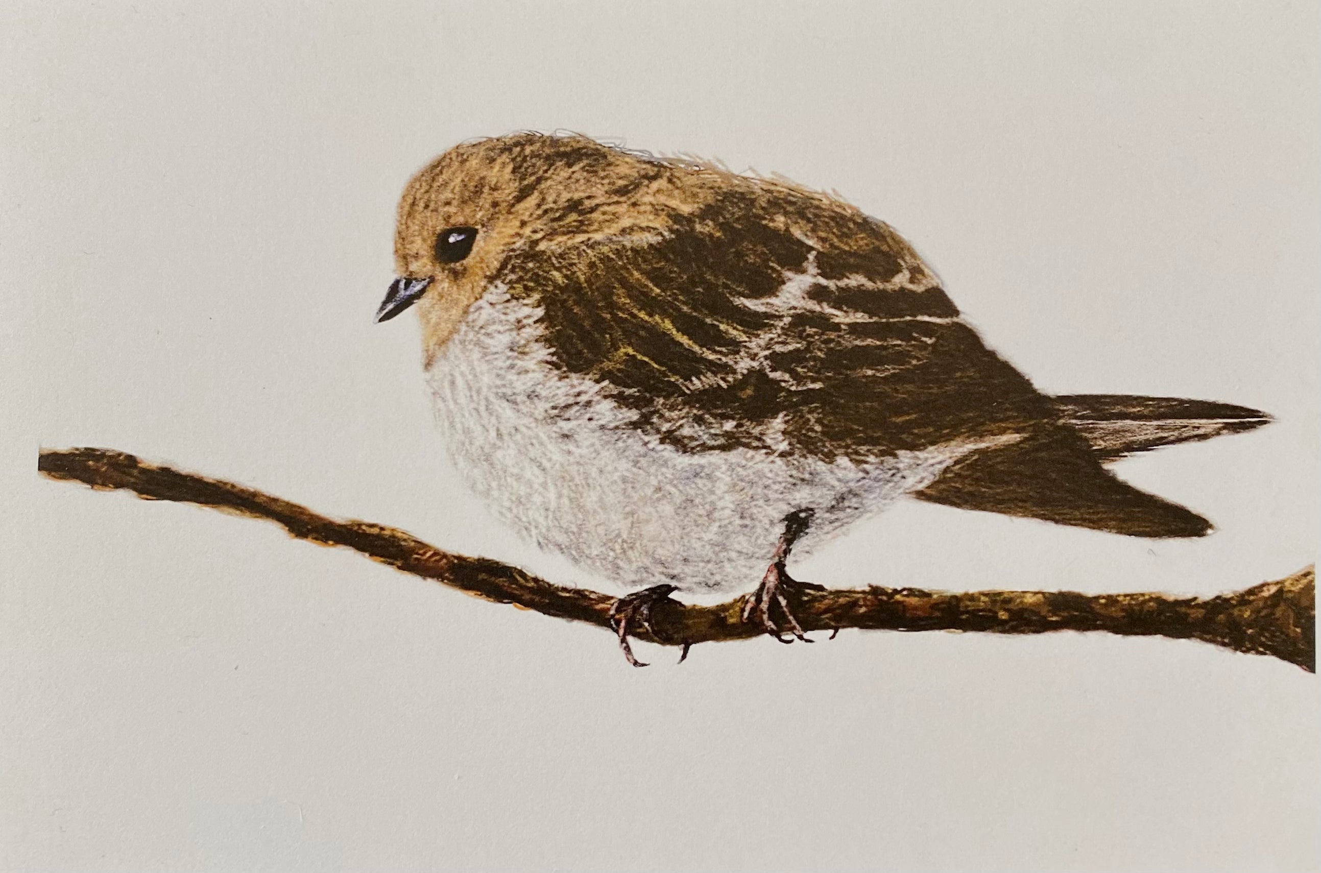 Jacqueline Ashby • Bird Postcards