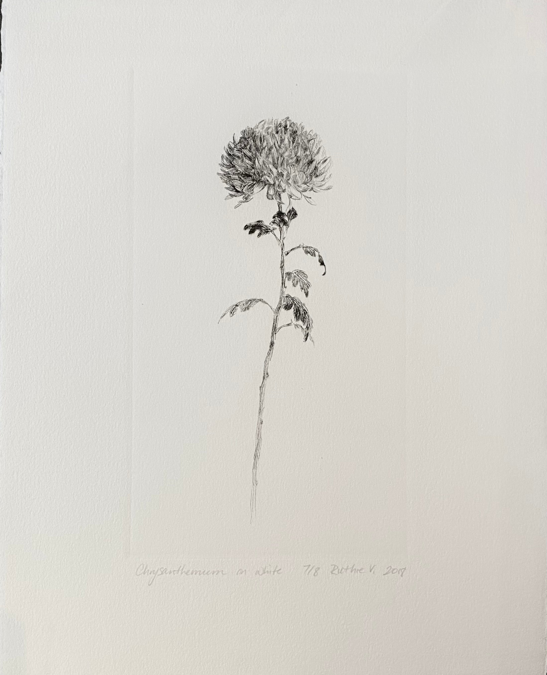 Ruthie V. • Chrysanthemum, On White (7/8)