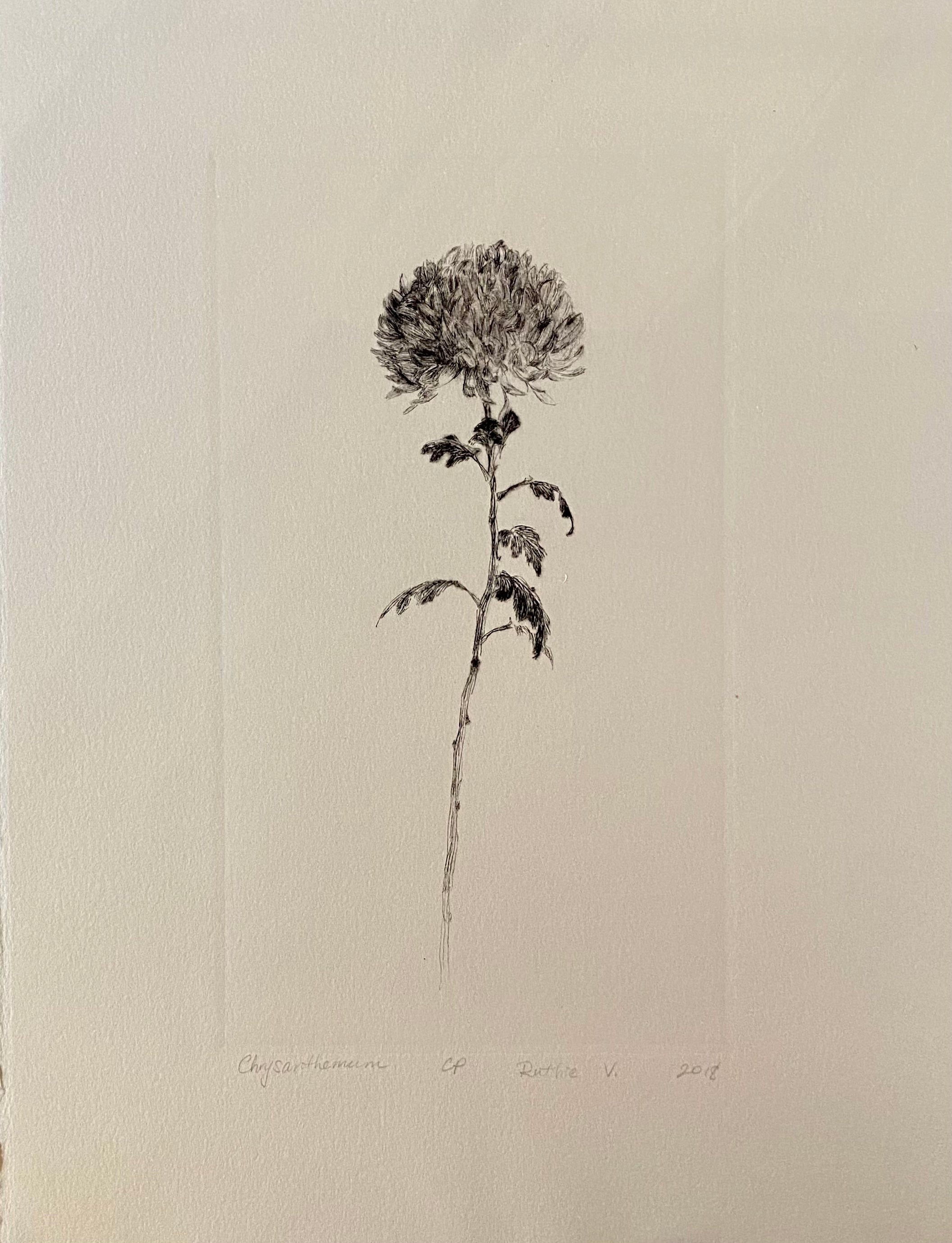 Ruthie V. • Chrysanthemum (CP)