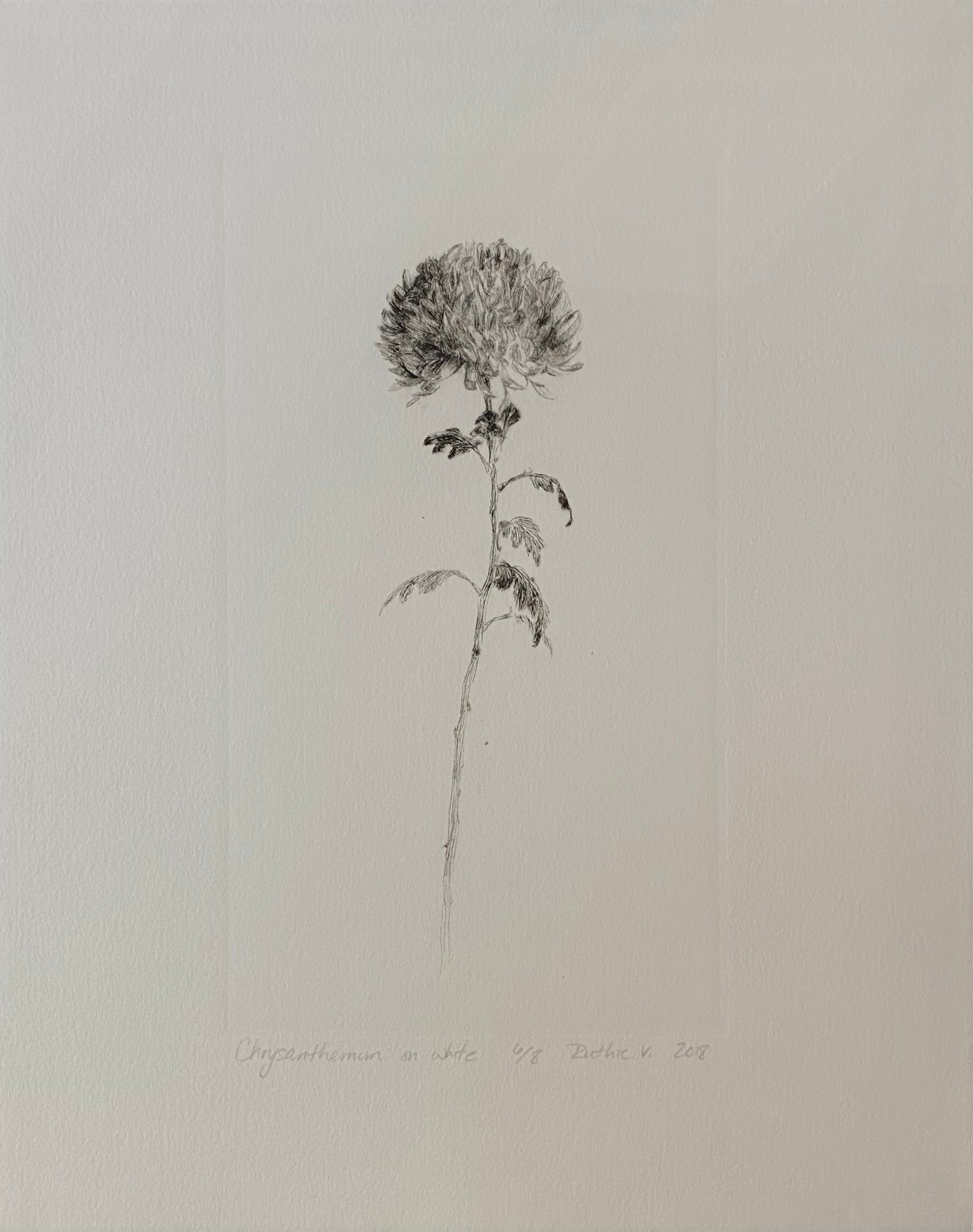 Ruthie V. • Chrysanthemum, On White (6/8)