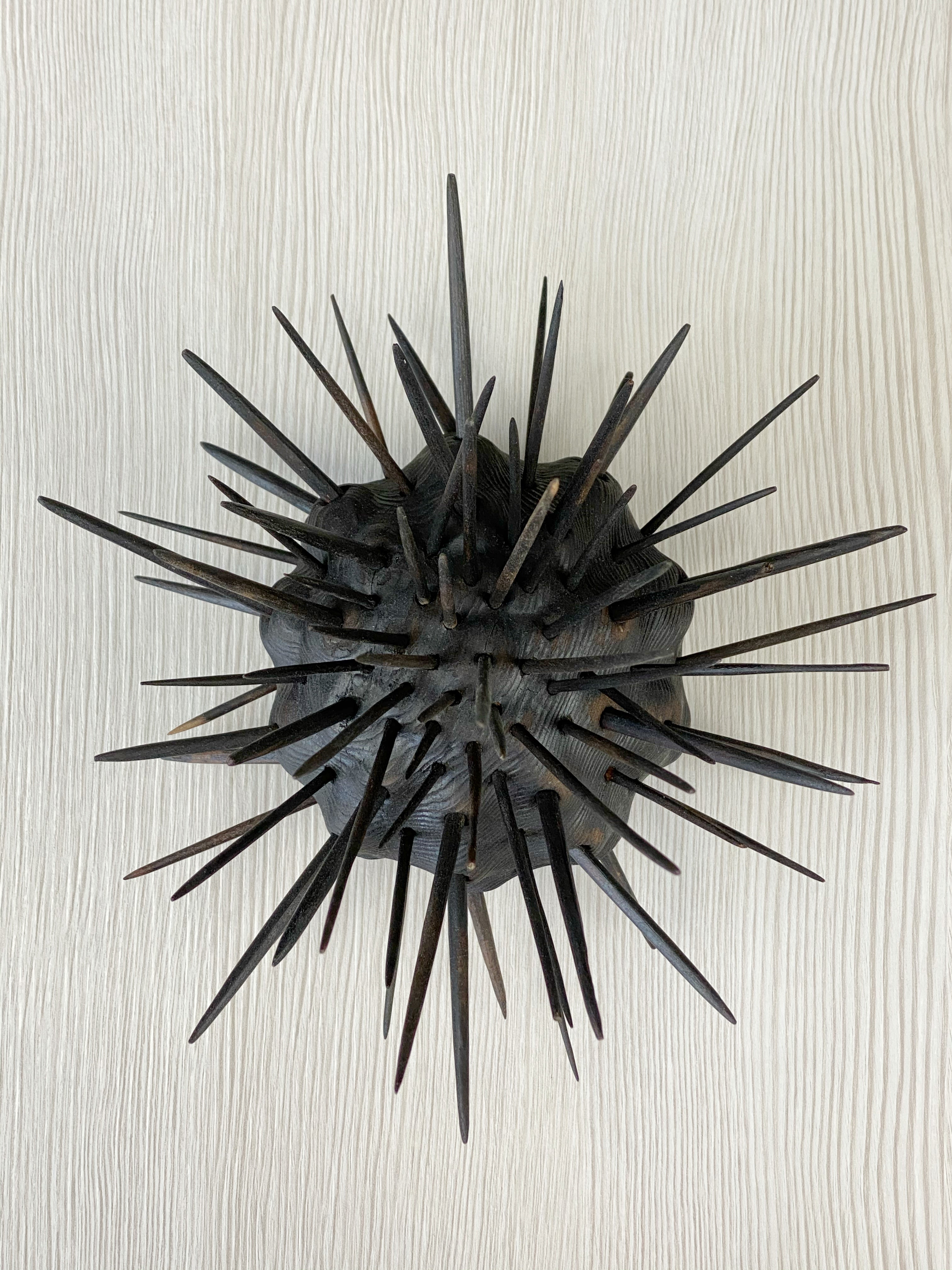 Andrew Vallee • Sea Urchin, Black