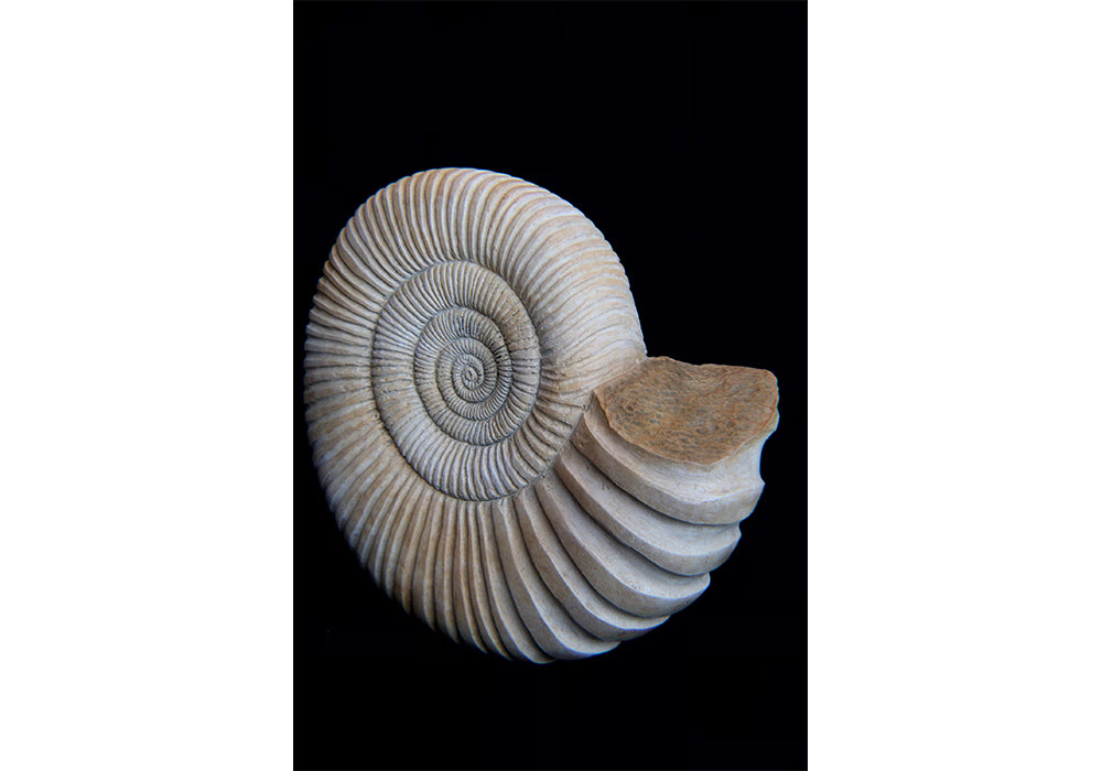 Andrew Vallee • Ammonite, Bronze