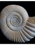 Ammonite, Bronze