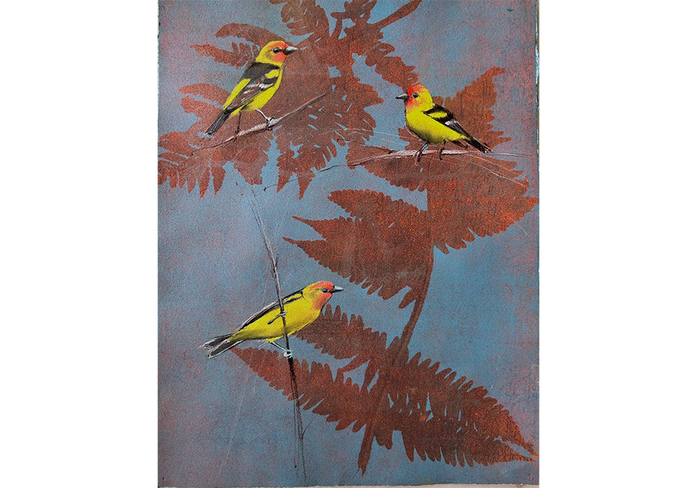 Sylvia Gonzalez • Western Tanagers on Red Fern